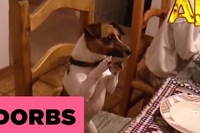 ディナーの前にお祈りをはじめるとなんとわんこまで！！