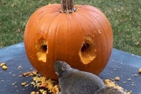 大きなカボチャをくりぬくのは意外と大変なのですが…。