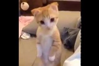 これこの子の中のルールなのかな？完全に気おつけ！状態の子ネコ。