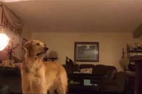 曲調にあわせて変化するわんこの声に注目！！