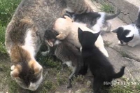 子猫たちに交じってわんこが必死にミルクを飲んでいます！！