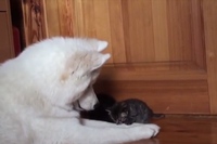 大きなサモエドにとってこんなに小さな子猫の扱いは難しそう！！