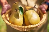 カゴメが通信販売の新事業「農園応援」で販売する「ゴールド ラ・フランス」（カゴメの発表資料より）