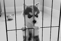 ここから出して～そっちに行きたいよ～と言ってますね！