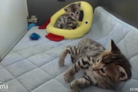 ただ遊んでいただけなのに、どーしてこんなことになるのでしょう！？