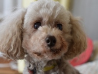 認知症は進行性の病気。動物病院での治療は認知力の改善と進行を遅らせることだ。人と同様に発症初期に薬物治療などを積極的に行っていくことが大切だ。