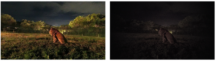 EX-FR110Hで撮影した場合（左）、従来モデルで撮影した場合（右）（写真：カシオ計算機発表資料より）