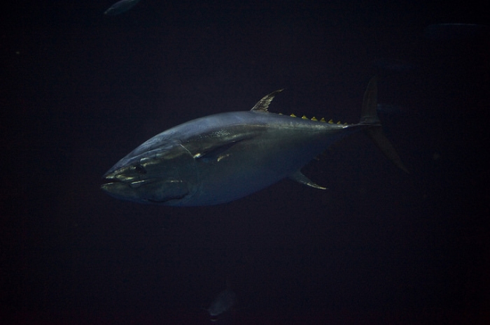 海中を泳ぐクロマグロ。（写真：<a href="https://www.flickr.com/photos/oliverdodd/14663418851">Thunnus orientalis / oliverdodd / flickr</a>）