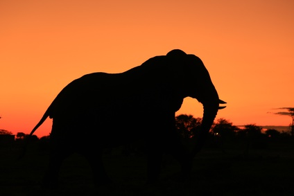 アフリカゾウの個体数は、アフリカ大陸全体で推定50万頭ほどに減少していると言われる。