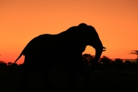 アフリカゾウの個体数は、アフリカ大陸全体で推定50万頭ほどに減少していると言われる。