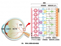 眼球と網膜の構造。網膜色素変性症の患者は4,000人から8,000人に一人ほどの割合で存在すると言われる。（画像：理研発表資料より）