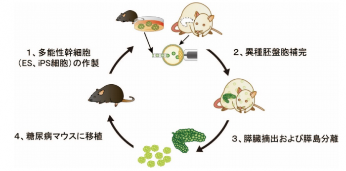 この研究の概念図。（画像：東京大学発表資料より）