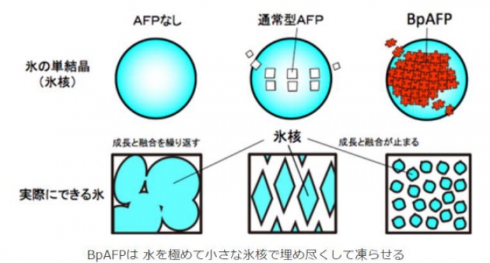 右の上下ふたつのイラストが、今回発見されたBpAFPのイメージ図である。（画像：ニチレイ発表資料より）