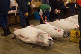 1月の築地市場の水産物総入荷量は前年同月比3.0%減となる2万8,651トン、取扱高は同3.4%増の317億1,044万円だった。