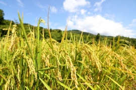 「特A」にランクされた銘柄数は、前年比2点減の44点だった。 「特A」にランクされた銘柄数は、前年比2点減の44点だった。