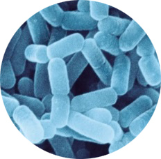 ラクトバチルス カゼイ シロタ株顕微画像。（画像：ヤクルト／JAXA発表資料より）