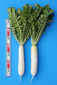 サラホワイト（左）。右は一般的な青首大根。（写真：農研機構発表資料より）