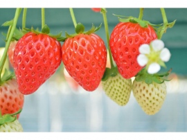 トヨタと農研機構は、トヨタが開発したDNAマイクロアレイ技術をベースに、イチゴの遺伝情報を解析する技術開発に成功。イチゴの重要病害に強い個体、および季節を選ばずに育つ「四季成り性」を有する個体を選抜することができるDNAマーカーの開発に成功した