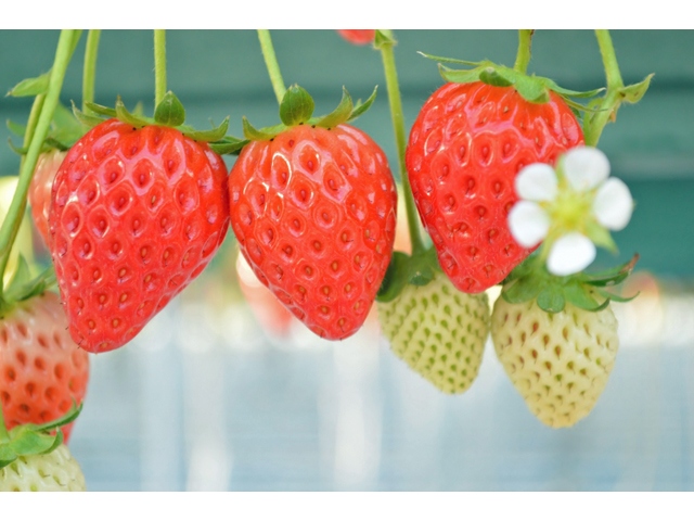 トヨタと農研機構は、トヨタが開発したDNAマイクロアレイ技術をベースに、イチゴの遺伝情報を解析する技術開発に成功。イチゴの重要病害に強い個体、および季節を選ばずに育つ「四季成り性」を有する個体を選抜することができるDNAマーカーの開発に成功した