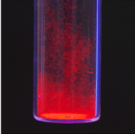 固体のカーボンナノベルトを蛍光発光させたもの。（名古屋大学発表資料より）