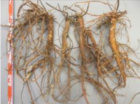 北海道の王子ホールディングスの農場で栽培された国産の甘草。（画像：王子ホールディングス発表資料より）