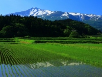 人口減少で悩んでいる地方自治体が注目しているのが移住。地方の良さを知ってもらおうと、気軽に参加できる移住体験を開催する自治体も多く、参加者数も伸びている。旅行気分でプチ移住してみてはいかがだろうか?