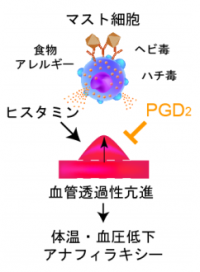 アナフィラキシーの図解。（画像：東京大学発表資料より）
