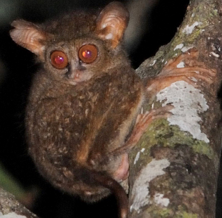 新種のメガネザル、Tarsius supriatnai。（画像：Primate Conservationより引用）