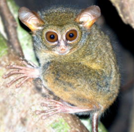 新種のメガネザル、Tarsius spectrumgurskyae。（画像：Primate Conservationより引用）