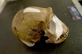 復元されたホモ・ナレディの頭骨。（Photo：GovernmentZA/flickr）