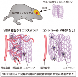研究の概要。(図:東京医科歯科大学発表資料より) 研究の概要。(図:東京医科歯科大学発表資料より)