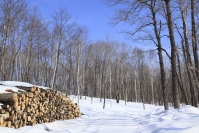 セルロースナノファイバーは、日本の林業の冬に終わりをもたらすことができるか？