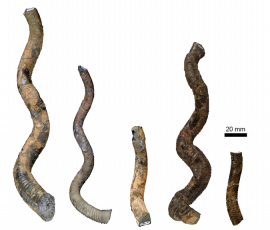 新種のアンモナイト、ユーボストリコセラス・ヴァルデラクサムの化石標本。（写真: 三笠市立博物館提供）