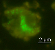 CPR細菌の1つ「パークバクテリア」の蛍光標本。（画像：海洋研究開発機構発表資料より）