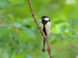 シジュウカラ。(写真:京都大学発表資料より) シジュウカラ。(写真:京都大学発表資料より)