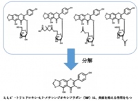 寿スピリッツ＜２２２２＞（東１）傘下の寿製菓株式会社（鳥取県米子市　代表取締役社長　城内正行氏）は、２０１３年から島根大学生物資源科学部の横田一成教授とタデアイ（藍）の・・・。