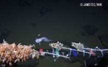 水深8,178m地点で撮影されたシンカイクサウオの仲間。（写真：国立研究開発法人海洋研究開発機構発表資料より）