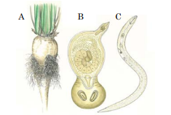 A：被害例。B：テンサイシストセンチュウ雌成虫。C：同じく幼虫。（イラスト：農林水産省発表資料より）