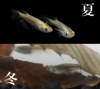 夏のメダカと冬のメダカ。（画像：基礎生物学研究所発表資料より）