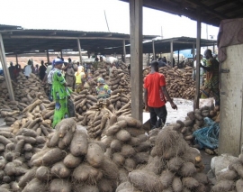 西アフリカの主要作物 ヤムイモ のゲノムを世界で初めて解読 財経新聞