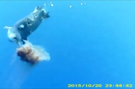 コガタペンギンがクラゲを捉えた時の様子。カメラをつけた他の個体によって撮影されたもの。(画像:国立極地研究所発表資料より) コガタペンギンがクラゲを捉えた時の様子。カメラをつけた他の個体によって撮影されたもの。(画像:国立極地研究所発表資料より)