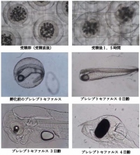 ウナギの受精卵から孵化後4日目までの写真。（画像：鹿児島鰻発表資料より）