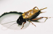 匂いを探索するフタホシコオロギ。（画像：北海道大学発表資料より）