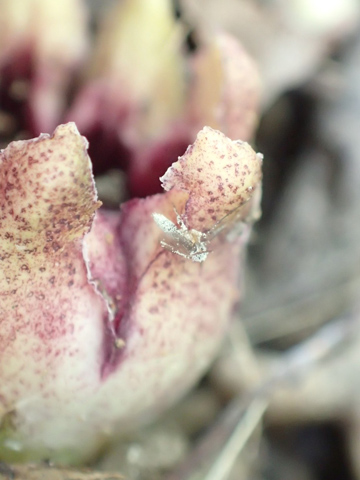 ハランの花に訪れるキノコバエ類の1種。その体表に大量のハランの花粉が付着している。（写真：神戸大学発表資料より）