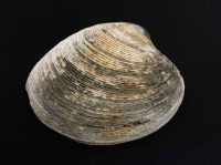 ビノスガイ。（写真：東京大学発表資料より）