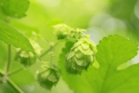 ビールの原材料となる「ホップ」。