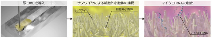ナノワイヤを用いた尿中細胞外小胞体の捕捉とそこに内包されるマイクロRNA。（画像：国立がん研究センター発表資料より）