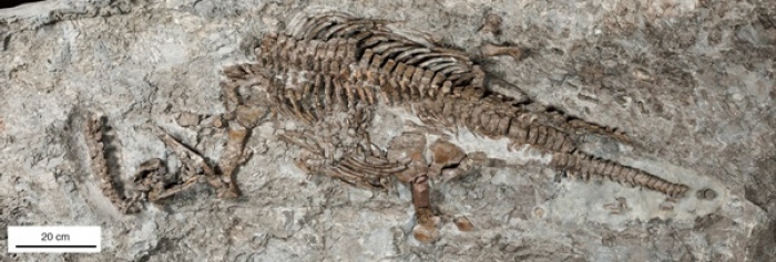 三畳紀後期の首長竜Rhaeticosaurus mertensi（新属新種）の化石。（画像：東京大学発表資料より）