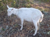 のびのびと草を食べていたヤギ。（画像：ブラザー工業発表資料より）