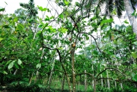 カカオの木。30年以内に絶滅の可能性もあるという研究が発表された。